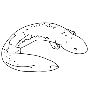 How To Draw a Chinese Giant Salamander - Step-By-Step Tutorial