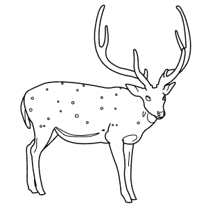 How To Draw a Chital - Step-By-Step Tutorial