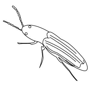 How To Draw a Click Beetle - Step-By-Step Tutorial