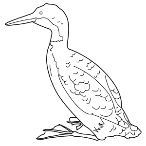 How To Draw a Common Loon - Step-By-Step Tutorial