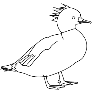 How To Draw a Common Merganser - Step-By-Step Tutorial
