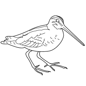 How To Draw a Common Snipe - Step-By-Step Tutorial