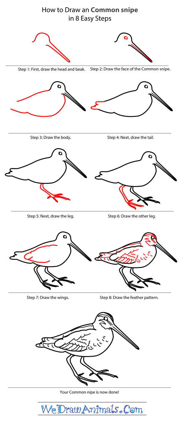 How to Draw a Common Snipe - Step-by-Step Tutorial