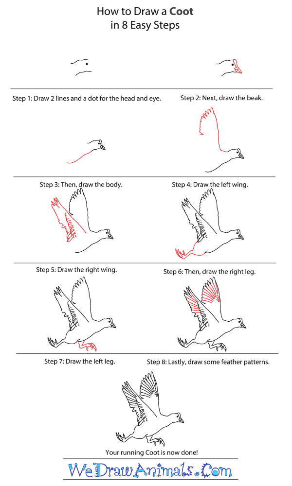 How to Draw a Coot - Step-By-Step Tutorial