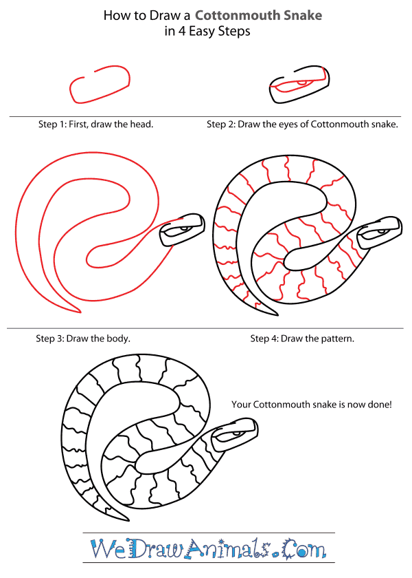 How to Draw a Cottonmouth - Step-By-Step Tutorial