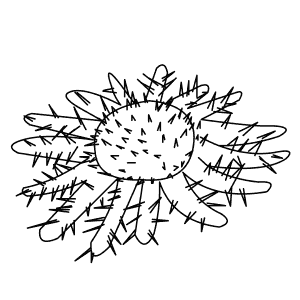 How To Draw a Crown Of Thorns Starfish - Step-By-Step Tutorial