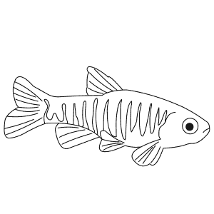 How To Draw a Danio - Step-By-Step Tutorial