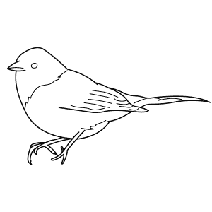 How To Draw a Dark-Eyed Junco - Step-By-Step Tutorial