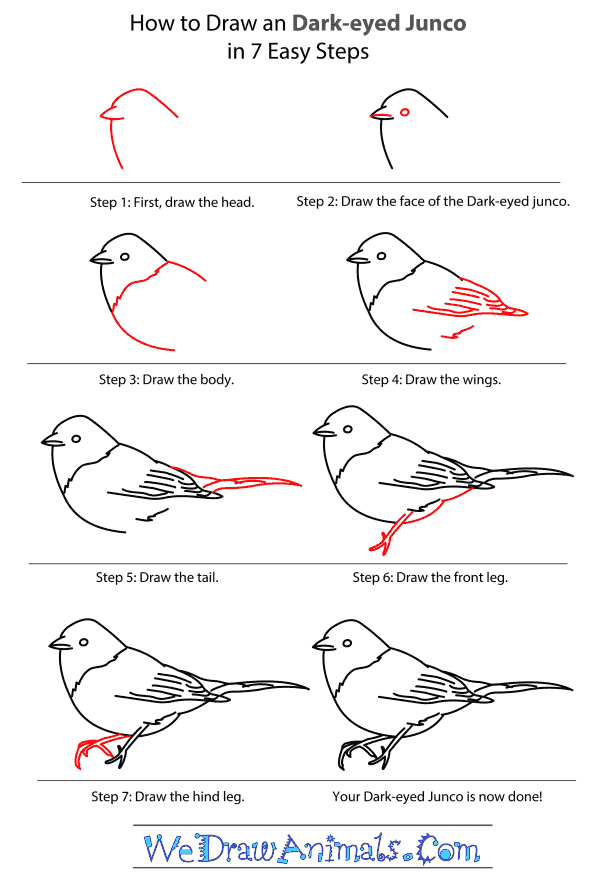 How to Draw a Dark-Eyed Junco - Step-by-Step Tutorial