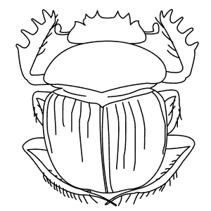How To Draw a Dung Beetle - Step-By-Step Tutorial
