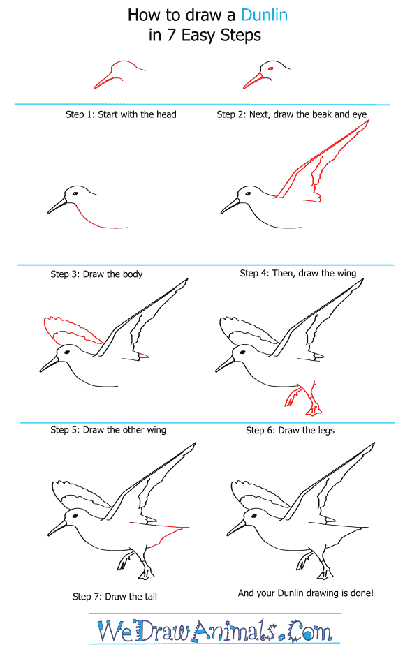 How to Draw a Dunlin - Step-by-Step Tutorial
