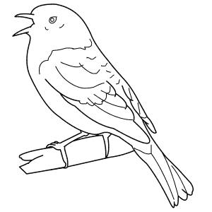 How To Draw a Dunnock - Step-By-Step Tutorial
