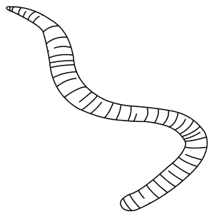 How To Draw an Earthworm - Step-By-Step Tutorial