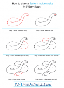 how to draw a python Images High Quality Grahic How to Draw an Eastern Indigo Snake