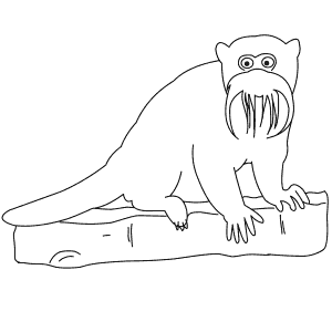 How To Draw an Emperor Tamarin - Step-By-Step Tutorial