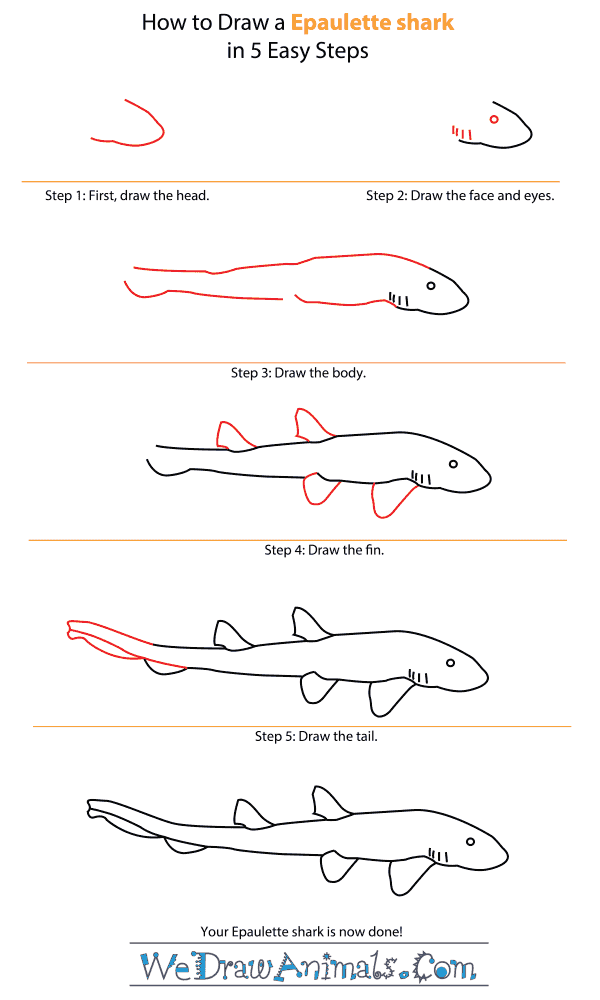 How to Draw an Epaulette Shark - Step-by-Step Tutorial