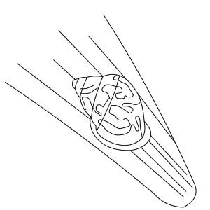 How To Draw a Eua - Step-By-Step Tutorial