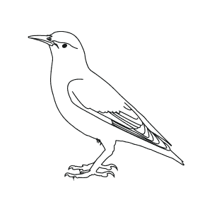 How To Draw a European Starling - Step-By-Step Tutorial