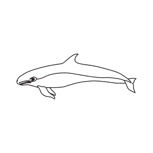 How To Draw a False Killer Whale - Step-By-Step Tutorial