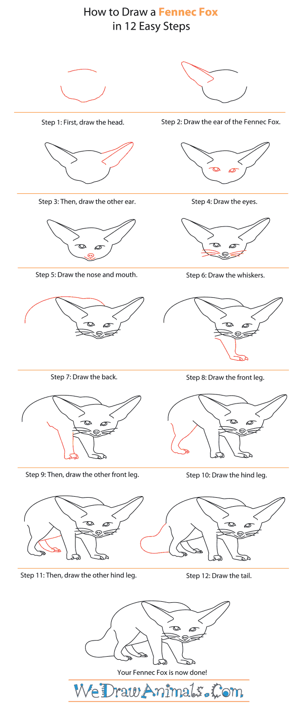 How to Draw a Fennec Fox - Step-By-Step Tutorial