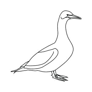 How To Draw a Gannet - Step-By-Step Tutorial