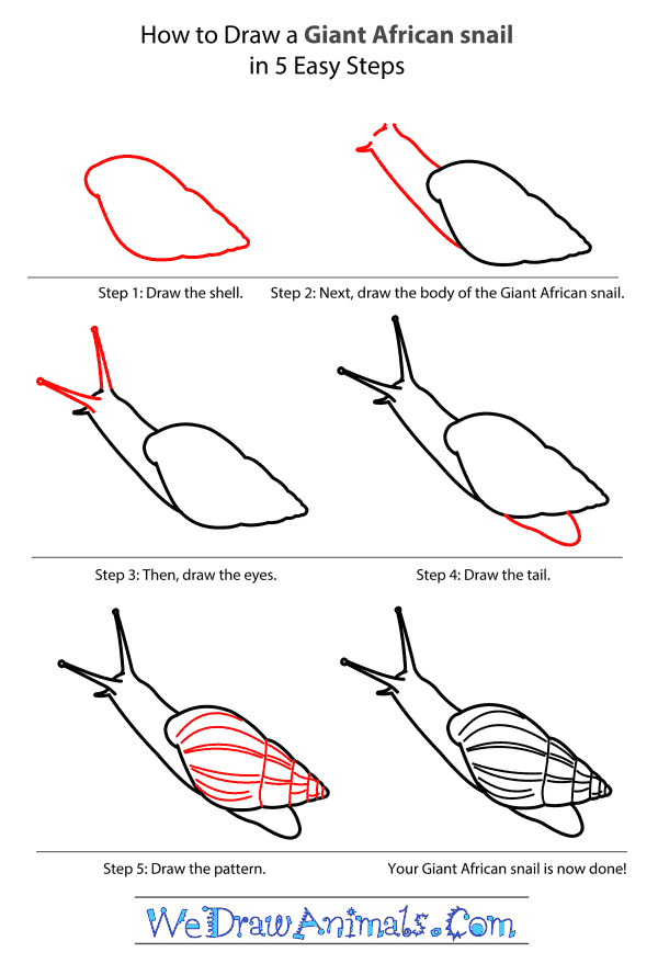 How to Draw a Giant African Snail - Step-by-Step Tutorial