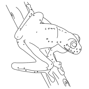 How To Draw a Glass Frog - Step-By-Step Tutorial