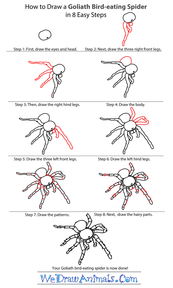 How to Draw a Goliath Bird-Eating Spider - Step-By-Step Tutorial
