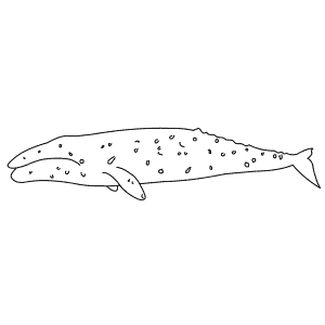 How To Draw a Gray Whale - Step-By-Step Tutorial