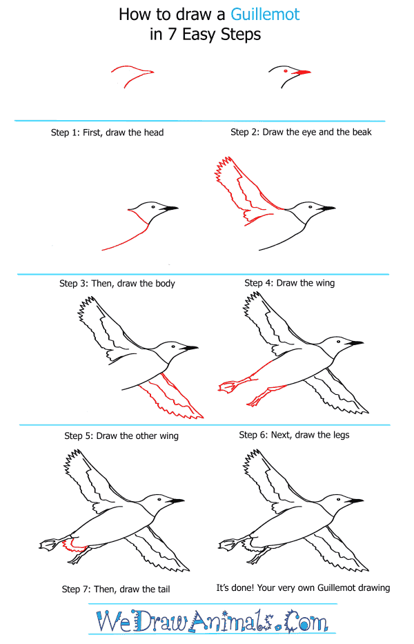 How to Draw a Guillemot - Step-by-Step Tutorial