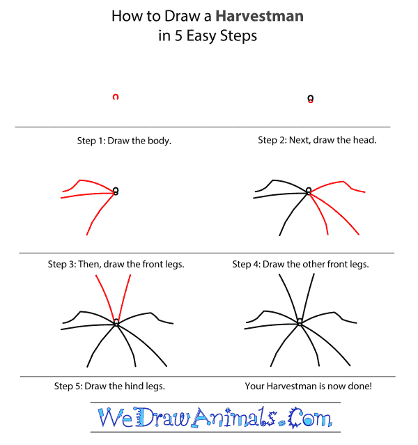 How to Draw a Harvestman - Step-by-Step Tutorial