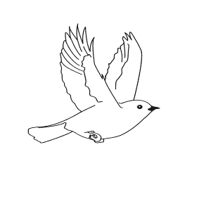 How To Draw a Hermit Thrush - Step-By-Step Tutorial
