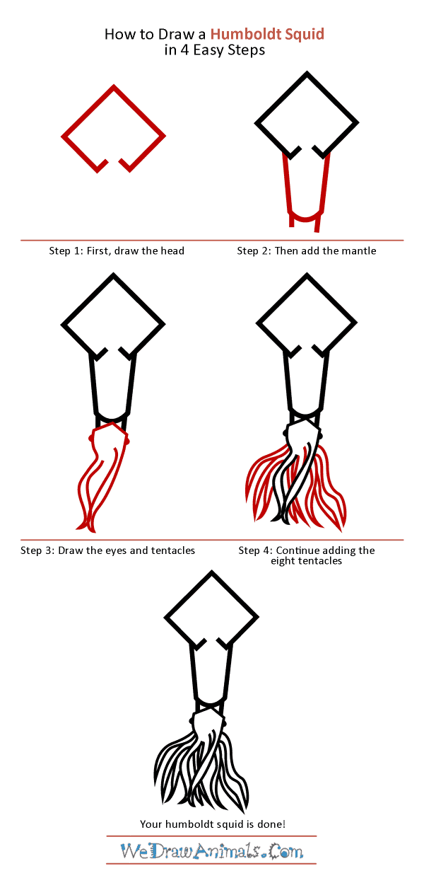 How to Draw a Humboldt Squid