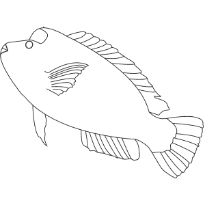 How To Draw a Humphead Parrotfish - Step-By-Step Tutorial