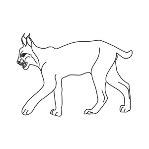 How To Draw an Iberian Lynx - Step-By-Step Tutorial