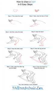 How to Draw an Indri