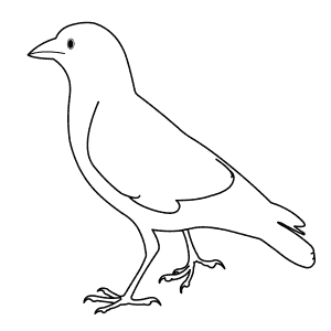 How To Draw a Jackdaw - Step-By-Step Tutorial