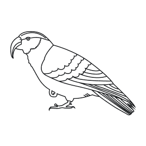 How To Draw a Kaka - Step-By-Step Tutorial