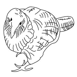 How To Draw a Kakapo - Step-By-Step Tutorial
