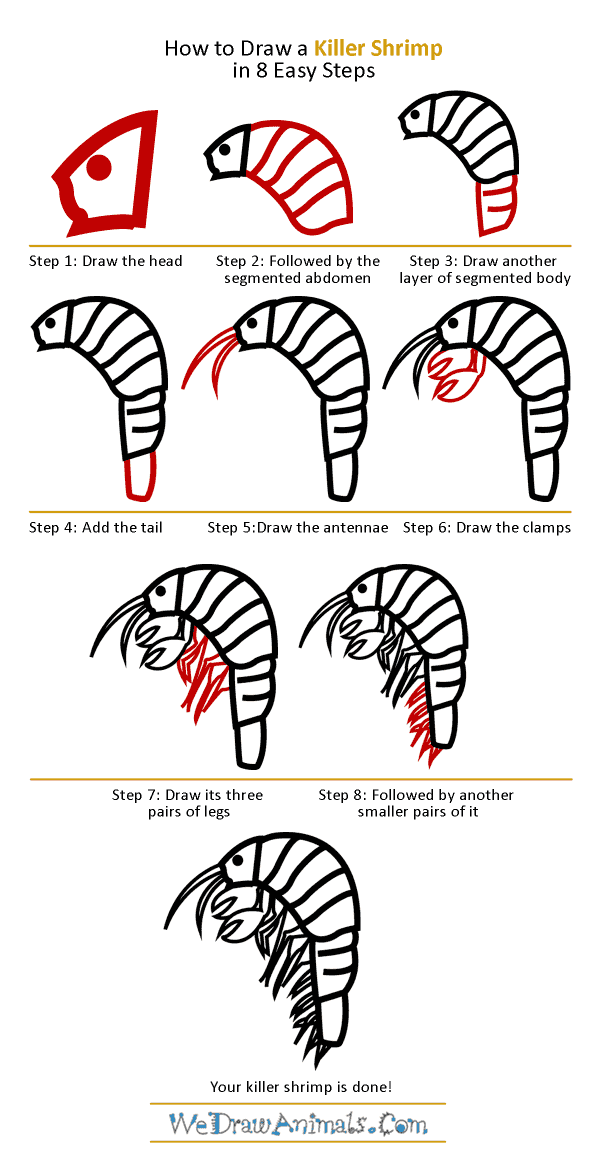 How to Draw a Killer Shrimp - Step-by-Step Tutorial