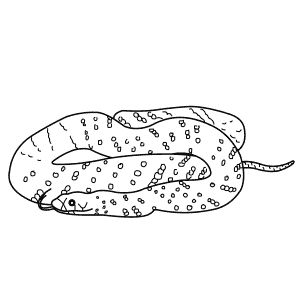 How To Draw a King Brown Snake - Step-By-Step Tutorial