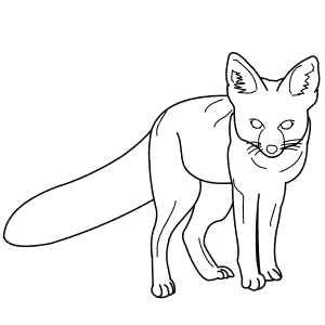 How To Draw a Kit Fox - Step-By-Step Tutorial