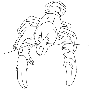 How To Draw a Lamington Spiny Crayfish - Step-By-Step Tutorial