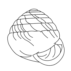 How To Draw a Lemniscia - Step-By-Step Tutorial