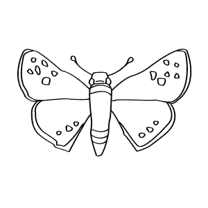 How To Draw a Leonard'S Skipper - Step-By-Step Tutorial