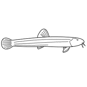 How To Draw a Loach - Step-By-Step Tutorial