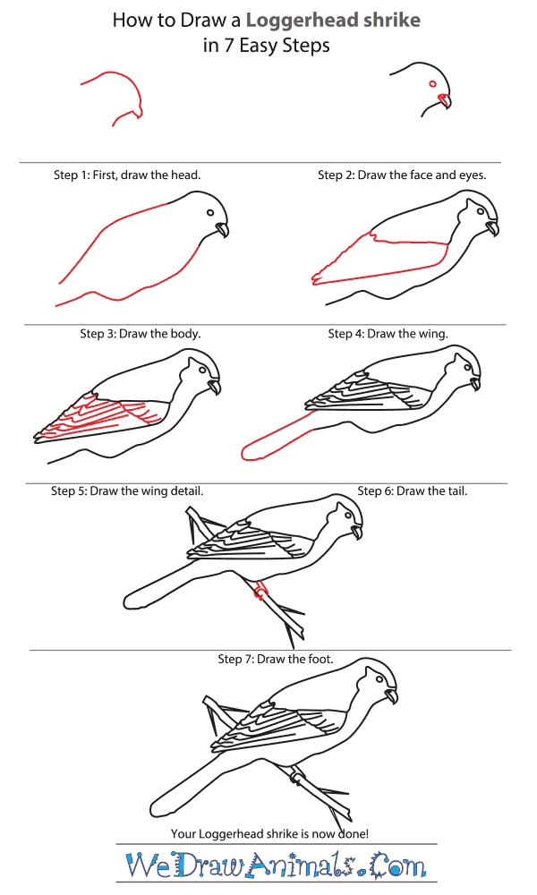 How to Draw a Loggerhead Shrike - Step-by-Step Tutorial