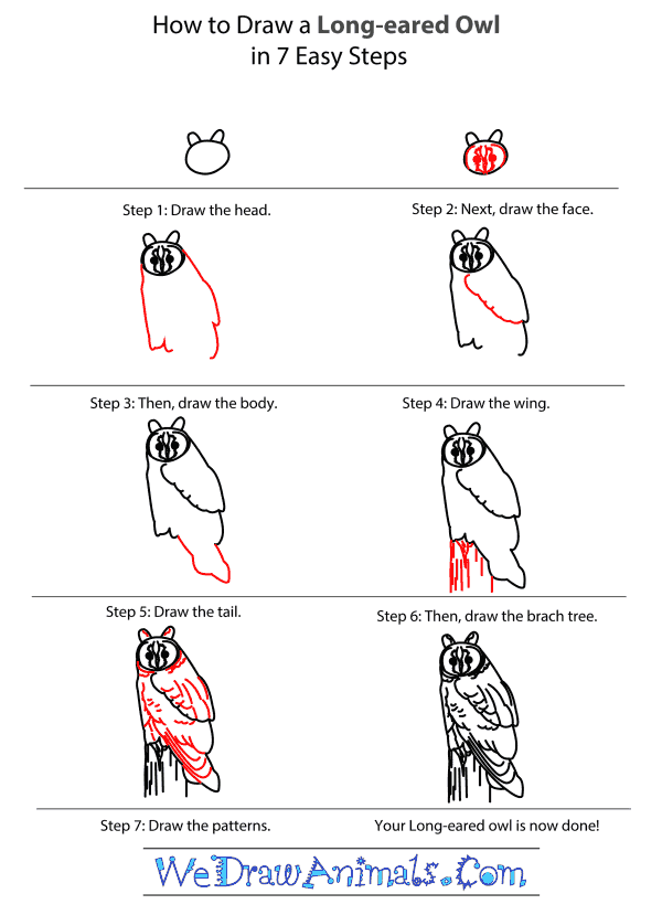 How to Draw a Long-Eared Owl - Step-by-Step Tutorial