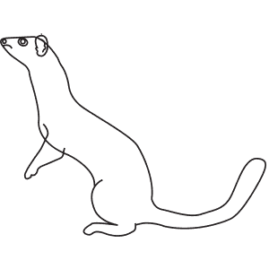 How To Draw a Long-Tailed Weasel - Step-By-Step Tutorial