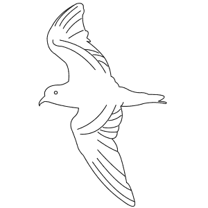 How To Draw a Markhamâ€™S Storm-Petrel - Step-By-Step Tutorial